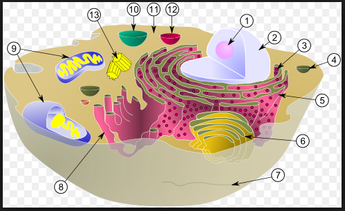 Por Que Células Procarióticas E Eucarióticas? Quais As Estruturas Básicas De Uma Célula?