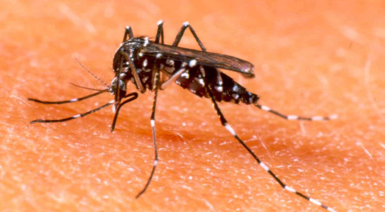 Saiba Como Identificar os Sintomas da Dengue – Dicas