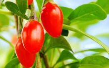 Superalimento Goji Berry – Beneficios e Receita