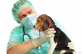 consulta-veterinaria