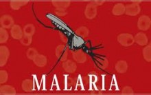 Contra Malária Vacina Experimental Imita Picada de Mosquito – Saiba Mais