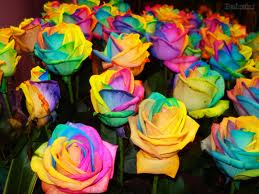 rosas-coloridas-expoflora
