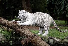 tigre-branco-zoo-safari