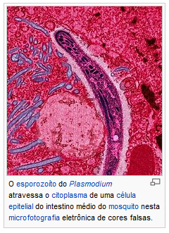 Parasita plasmodium falciparum 3– sintomas, infecção, causas e transmissão.