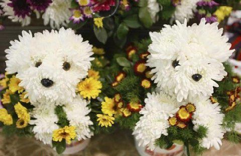 arranjo-flores-cachorrinho