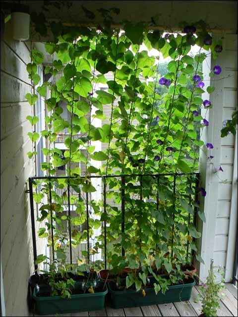 plantas-suspensas-varanda