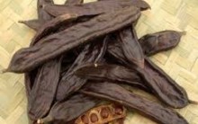 Alfarroba Substitui Cacau no Preparo de Chocolate – Benefícios Para a Saúde