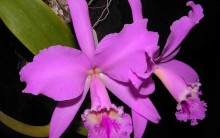 Como Cuidar de Orquídeas – Espécies e Segredos – Dicas e Cuidados