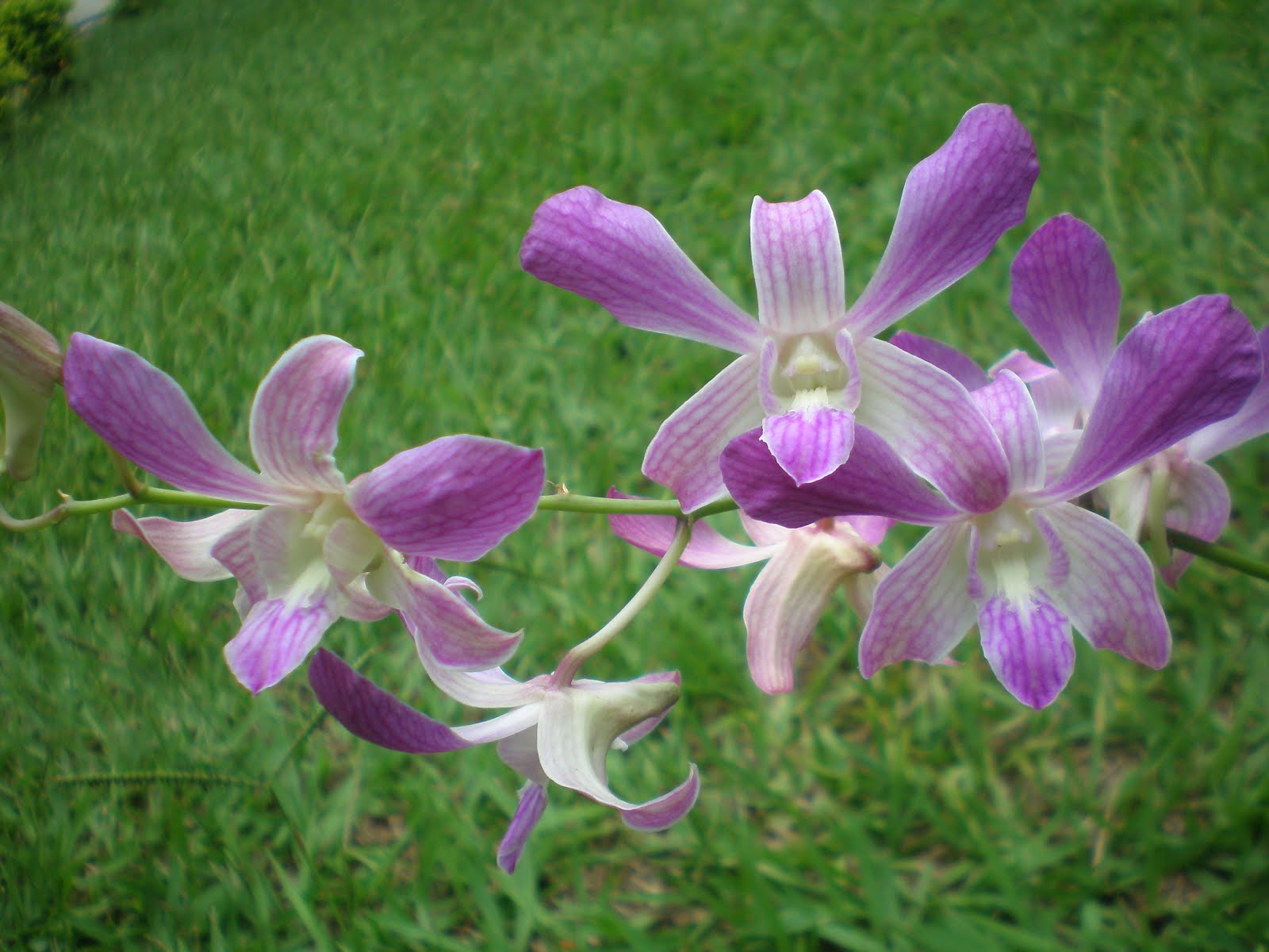 orquidea-denphal