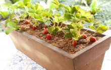 Como Cultivar Morangos em Casa – Dicas Para Plantar e Cuidados