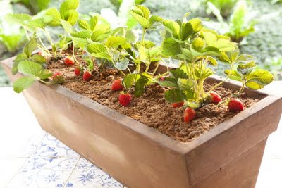 Como Cultivar Morangos em Casa – Dicas Para Plantar e Cuidados