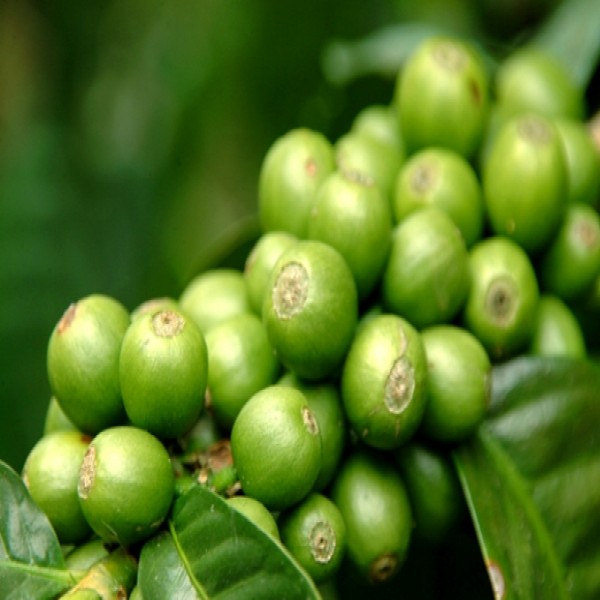 Benefícios Óleo de Café Verde – Quais São e Como Usar