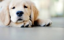 Doenças Caninas Provocadas por Carrapatos – Sintomas e Prevenção