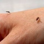 repelente-caseiro-contra-mosquitos