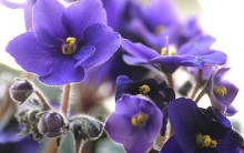 Violetas –  Cuidados e Como Plantar
