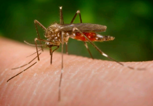 Zika Vírus. Mosquito