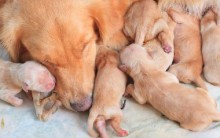 Caixa Maternidade Para Cães – Cuidados, Benefícios e Dicas