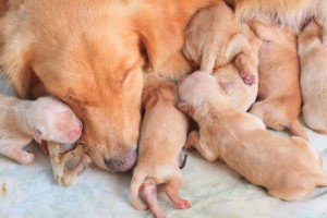 caixa-maternidade-para-cadelas
