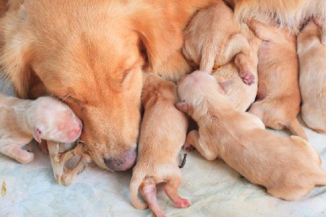 Caixa Maternidade Para Cães – Cuidados, Benefícios e Dicas