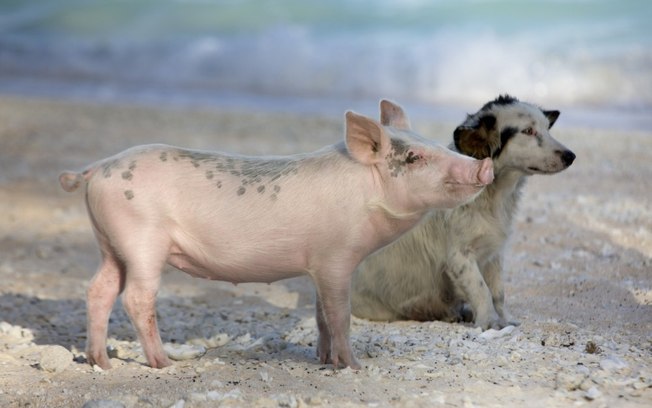Porcos Espertos Como os Cães – Dizem Cientistas – Vídeo
