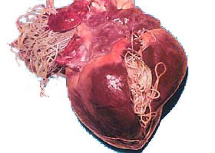dirofilariose-coração