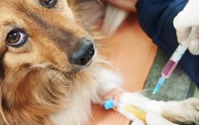 Dirofilariose Doença Canina – O que é, Sintomas, Diagnóstico e Como tratar