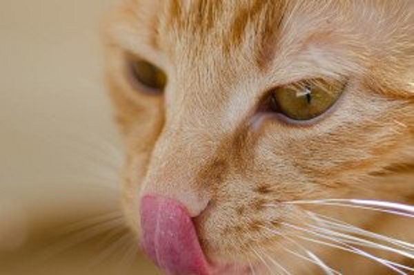 Gato-remédio-linguass