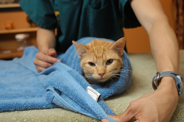 Gato-remédio-toalha