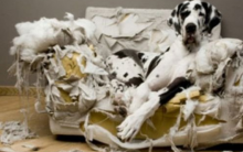 Cachorro Que Destrói os Objetos – Dicas de Como Evitar