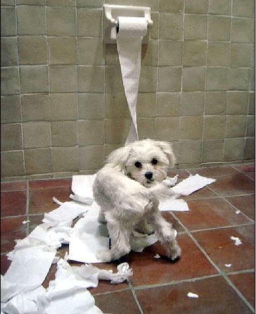 Cachorro-Que-Destrói-papel