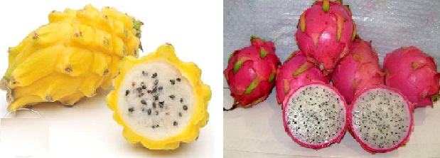 Pitaya Fruta Que Emagrece – Benefícios e Receitas