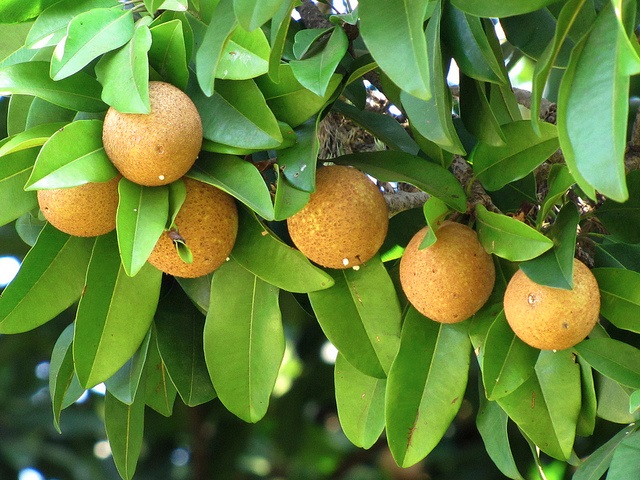 Sapoti a Fruta Tropical  – O Que é e Principais Benefícios