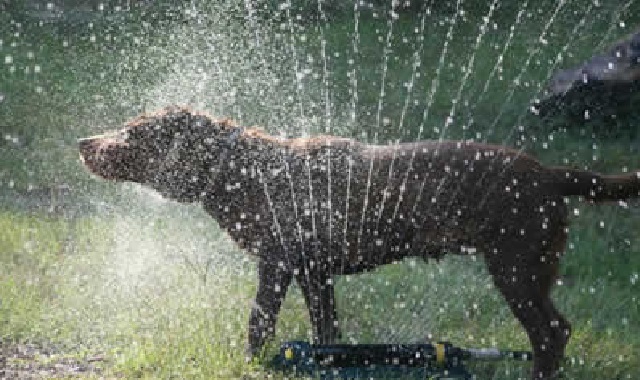 Cuidados Com os Cães no Verão banho