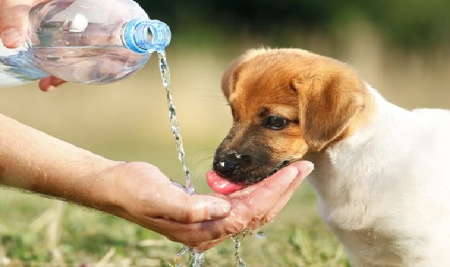 Cuidados Com os Cães no Verão água