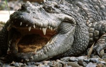 Óleo de Crocodilo – O Que É e Seus Benefícios