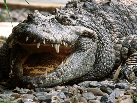 Óleo de Crocodilo – O Que É e Seus Benefícios