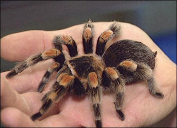 Animais exóticos de estimação tarantula