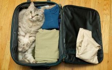 Como Preparar Gato Para Viajar – Cuidados e Dicas