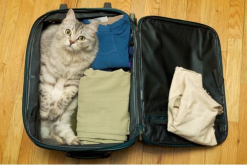 Como Preparar Gato Para Viajar – Cuidados e Dicas