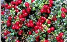 Cranberry ou Oxicoco – Benefícios à Saúde e Contra Indicações