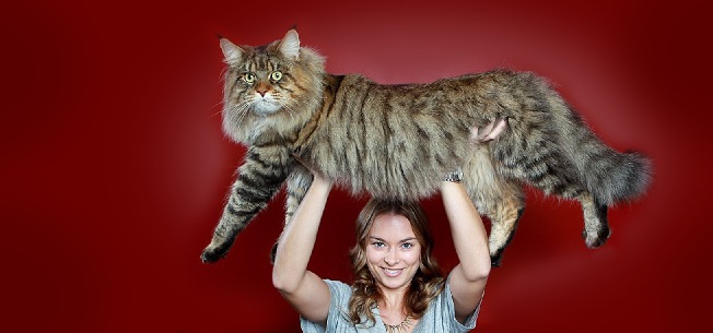 Gato Gigante Raça Maine Coon – Suas Características e Fotos