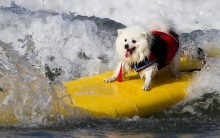 Surfdog – Modalidade Para Cães
