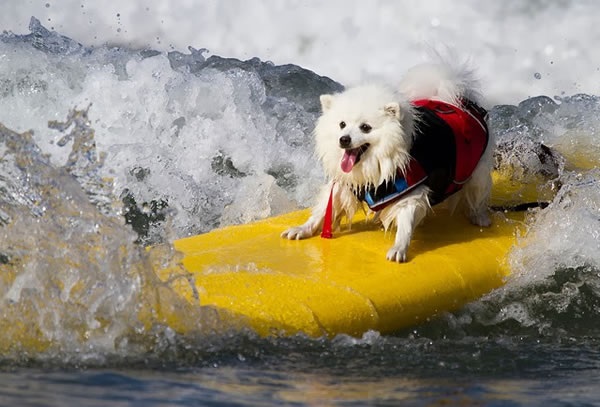Surfdog - Modalidade Para Cães
