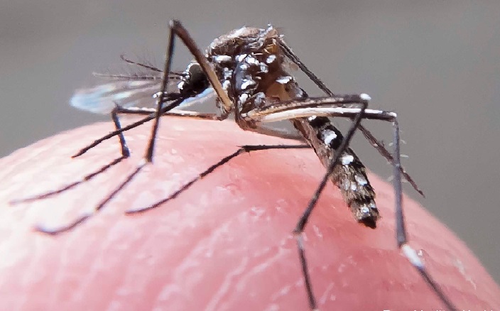 Vacina Contra Dengue no Brasil Aedes