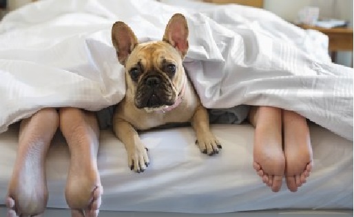 Dormir Com Animal de Estimação -  Consequências