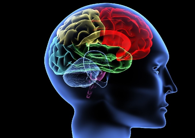 Como Manter a Saúde do Cérebro em Dia – Dicas