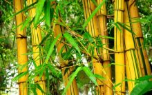 Bambu na Decoração – Modelos e Dicas