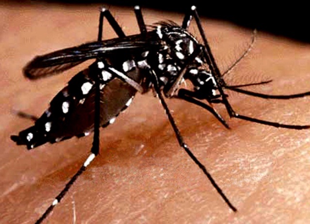 Dengue – Restrição Alimentar