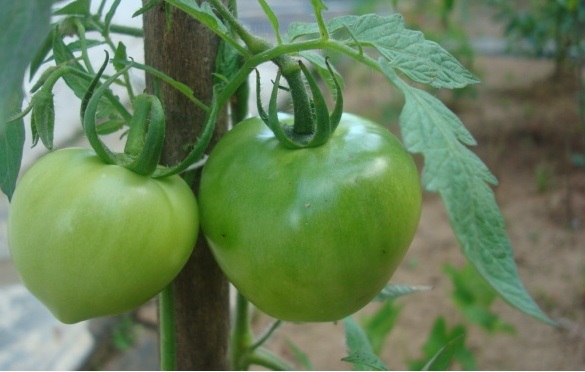 Plantas Ornamentais Tóxicas -tomate