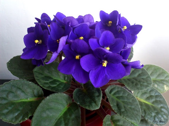 Plantas Ornamentais Tóxicas -violeta
